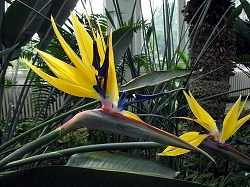 Strelizia reginae Mandela's gold
