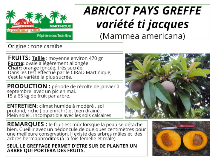 Fiche de culture de l'abricot pays variété Ti Jacques