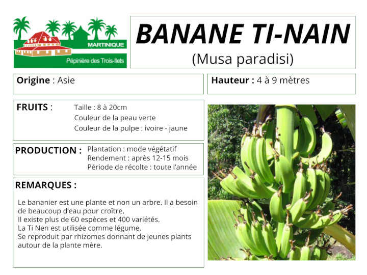 Fiche de culture du bananier ti-nain