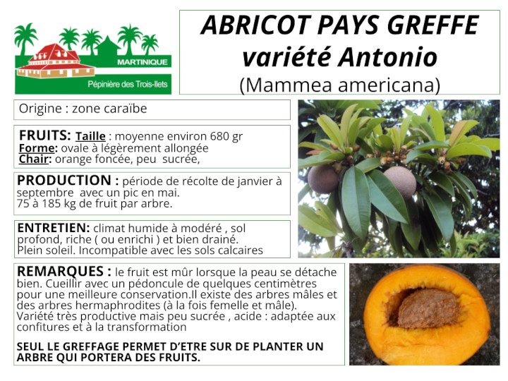 Fiche de culture de l'abricot pays var. Antonio