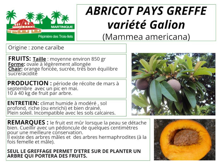 Fiche de culture de l'abricot pays greffé, variété Galion