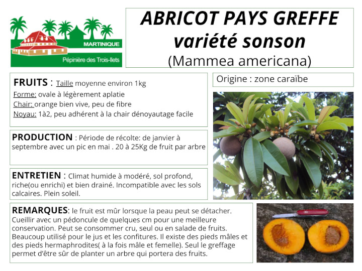Fiche de culture de l'abricot pays variété Sonson