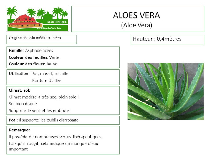 Fiche de culture de l'aloe vera