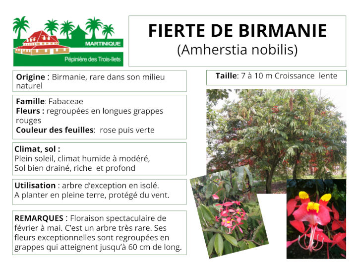 Fiche de culture du Amherstia ou Fierté de Birmanie 