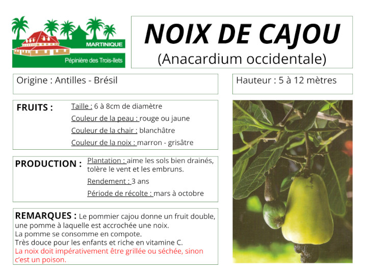 Fiche de culture de l'anacardier (pomme cajou, noix de cajou)