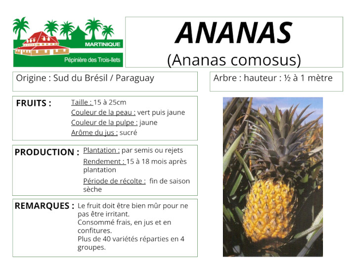 Fiche de culture de l'ananas comestible