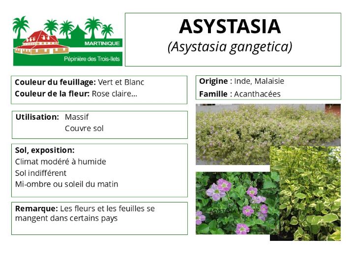 Fiche de culture de l'Asystasia