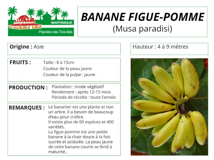 Fiche de culture du bananier figue-pomme