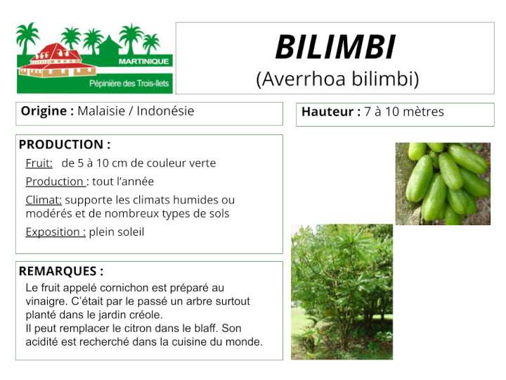 Fiche de culture du bilimbi ou arbre à cornichons