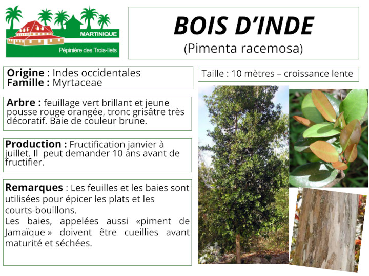 Fiche de culture du bois d'Inde
