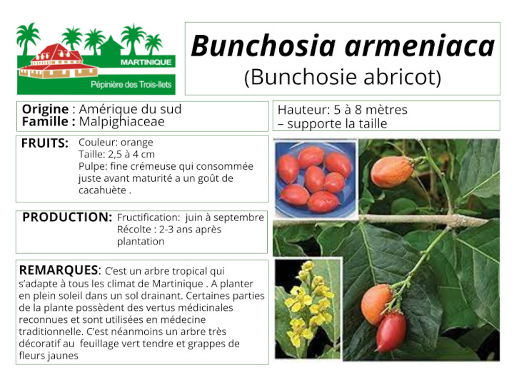 Fiche de culture de la bunchosie abricot width=