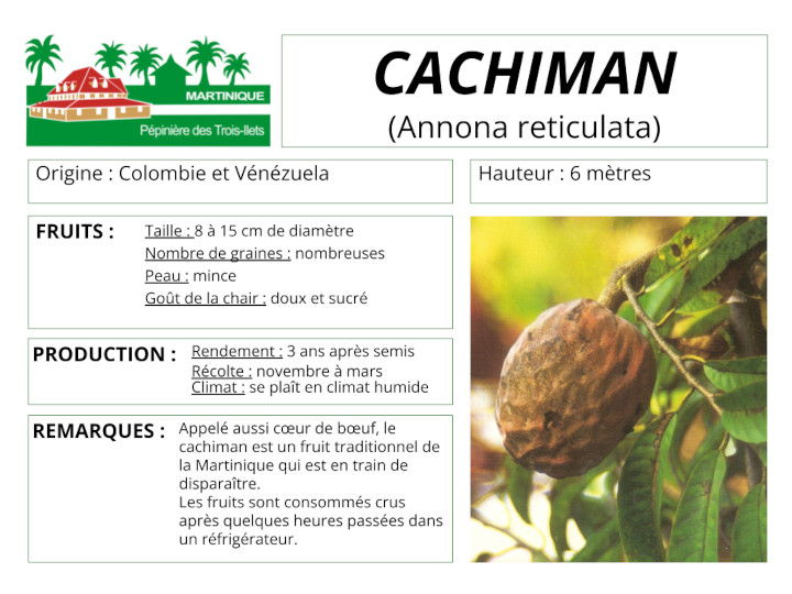 Fiche de culture du cachiman