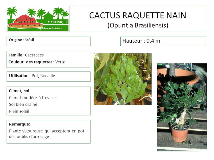 Fiche de culture du cactus raquette nain
