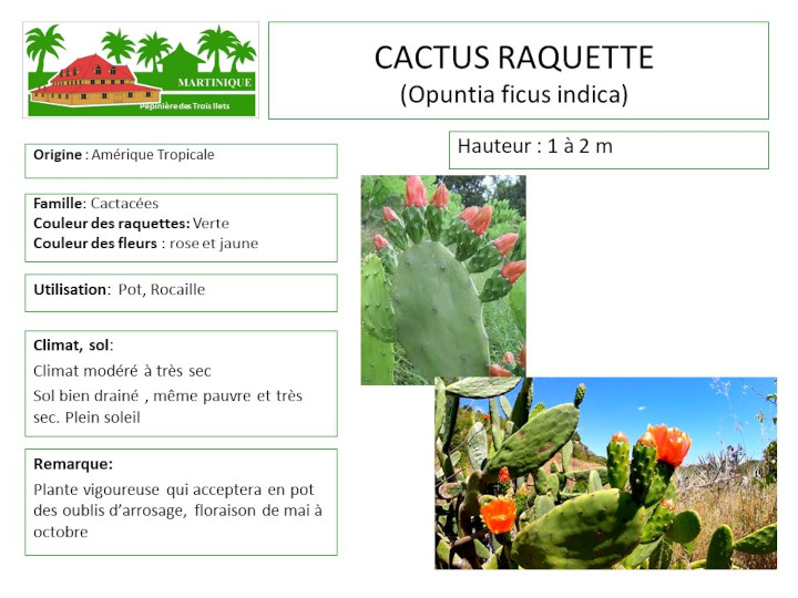 Fiche de culture du cactus raquette sans épines