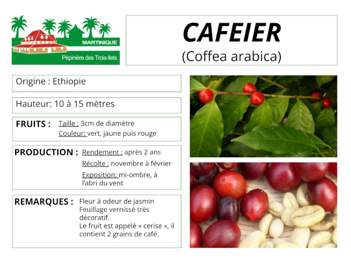 Fiche de culture du caféier arabica