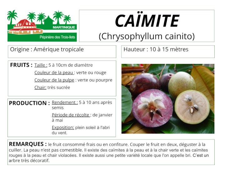 Fiche de culture du caimitier