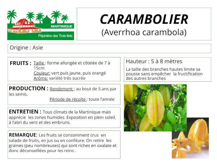 Fiche de culture du carambolier