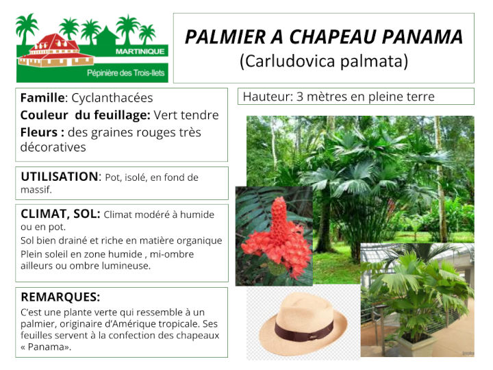 Fiche de culture du Carludovica palmata