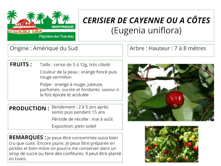 Fiche de culture du cerisier de cayenne