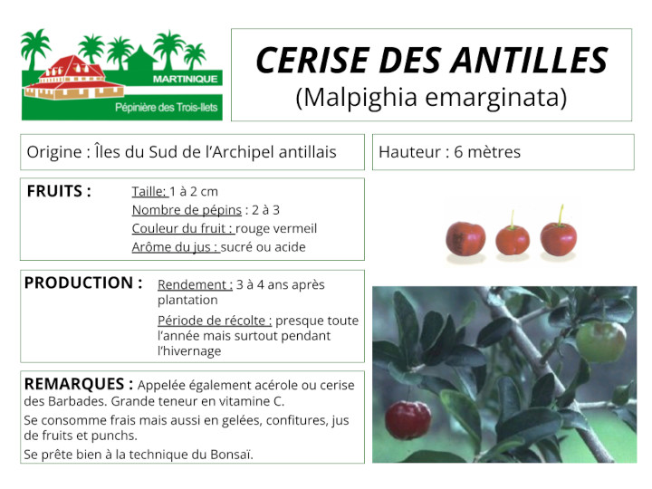 Fiche de culture du cerisier pays