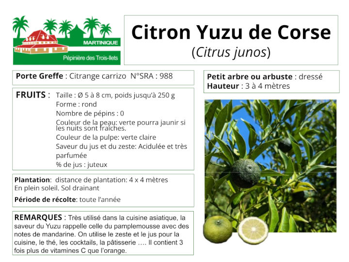 Fiche de culture du citron yuzu Corse