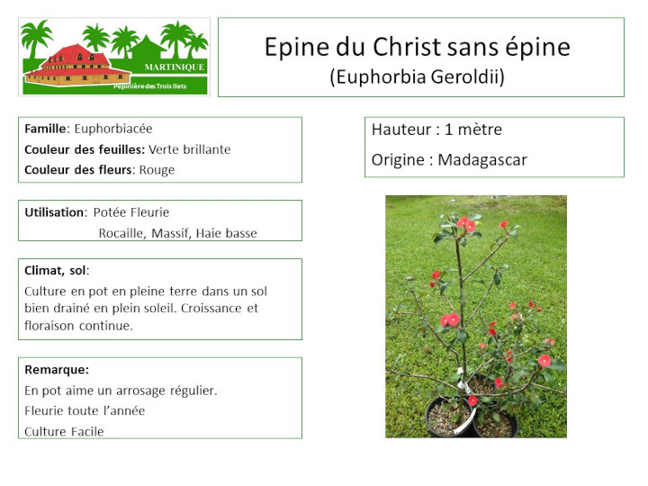 Fiche de culture l'épine du Christ sans épines (Euphorbia geroldii)