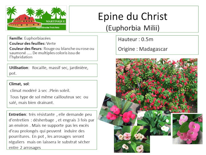 Fiche de culture de l'épine du Christ (Euphorbia Milii)