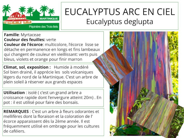 Fiche de culture de l'Eucalyptus arc-en-ciel