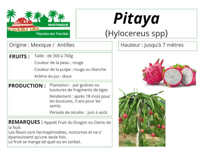 Fiche de culture du pitaya ou fruit du dragon