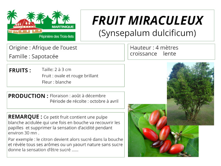 Fiche de culture du fruit miraculeux