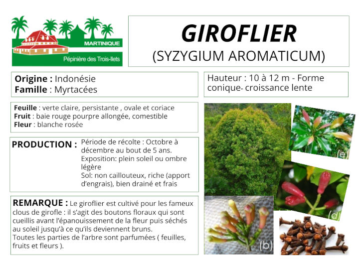 Fiche de culture du giroflier