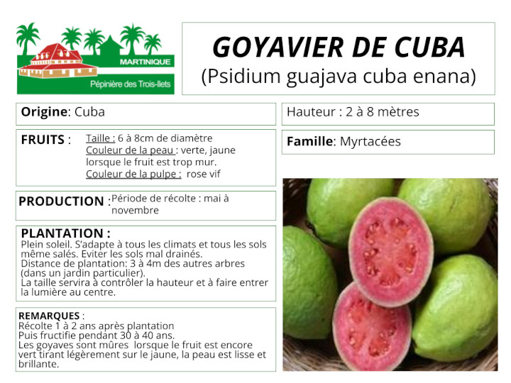 Fiche de culture du goyavier de Cuba