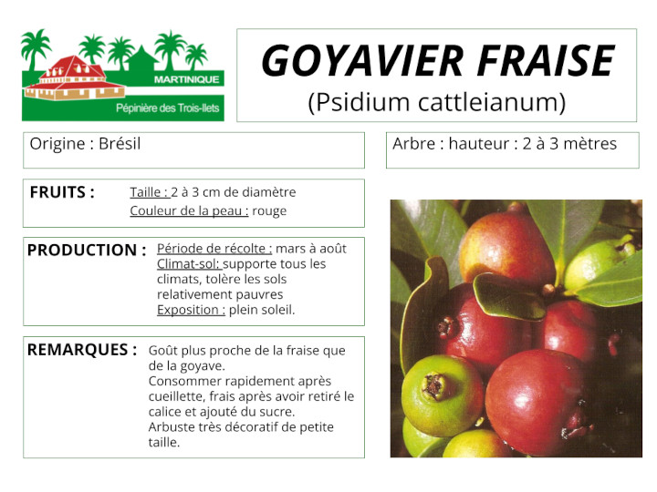Fiche de culture du goyavier fraise