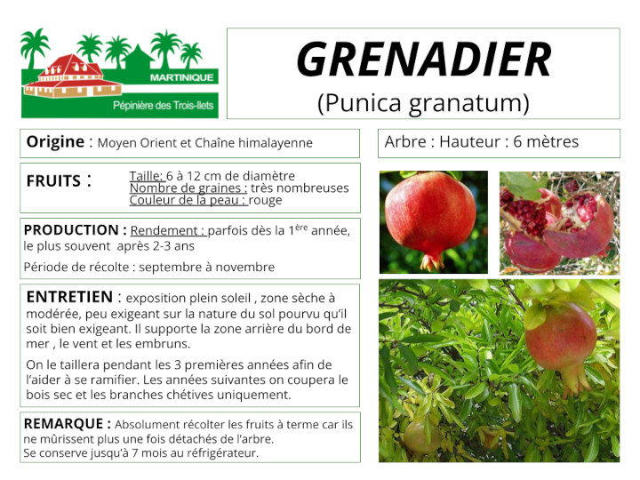Fiche de culture du grenadier