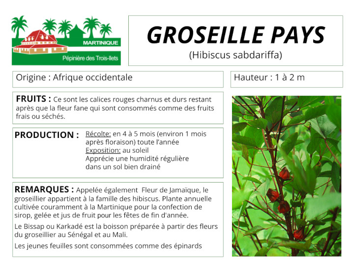 Fiche de culture de la groseille pays (groseillier)