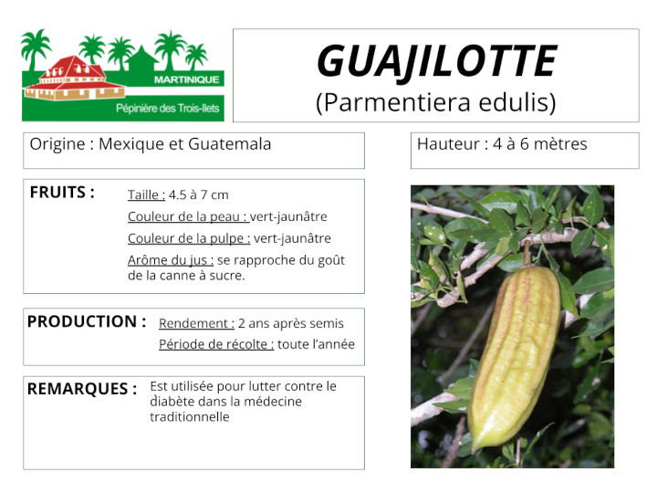 Fiche de culture de la guajilote