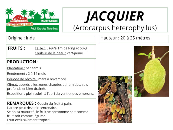 Fiche de culture du jacquier (ti jacques)