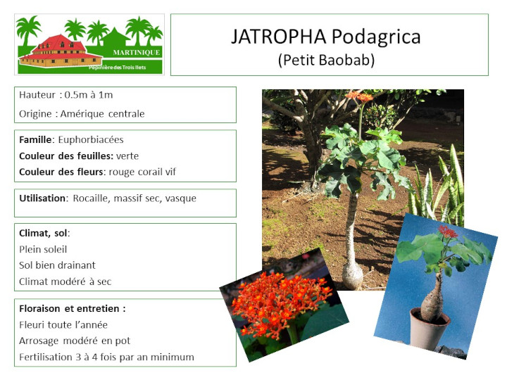 Fiche de culture du petit baobab (Jatropha podagrica)