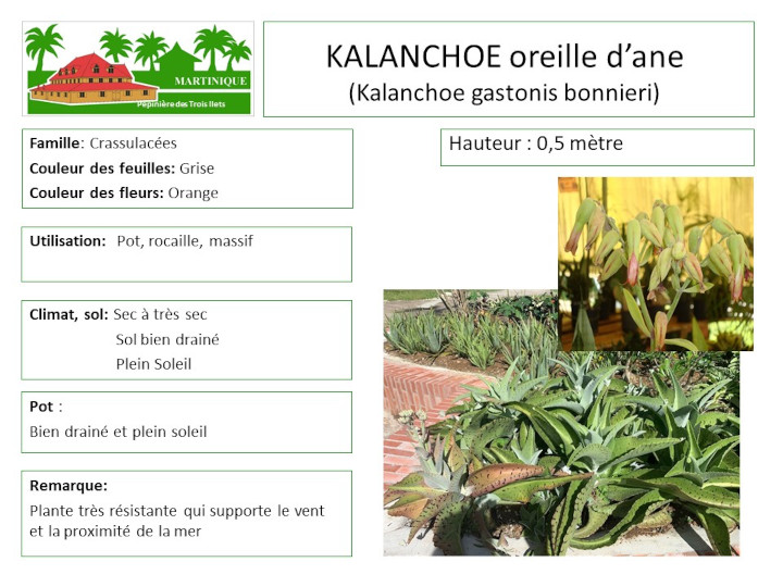 Fiche de culture de la kalanchoe oreille d'âne (Kalanchoe gastonis)