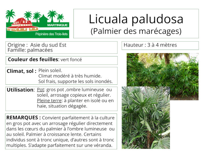 Fiche de culture du Licuala paludosa