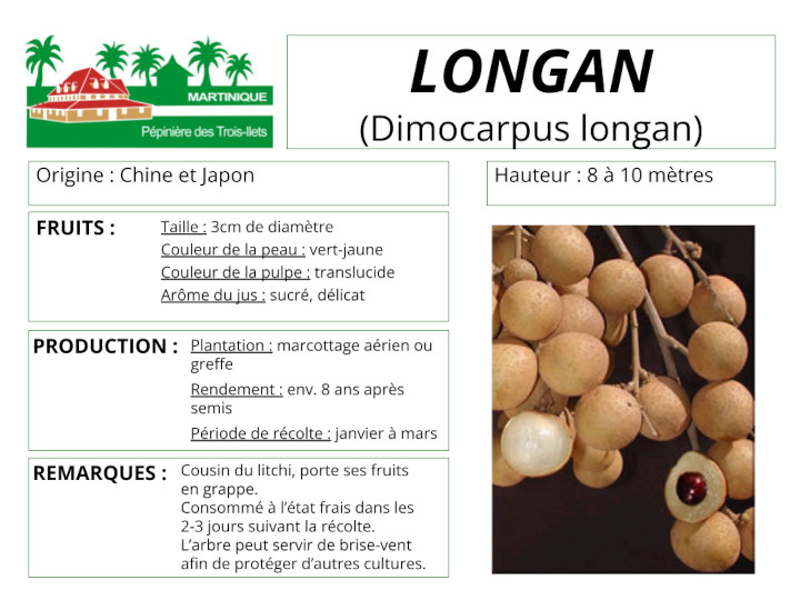 Fiche de culture du longan