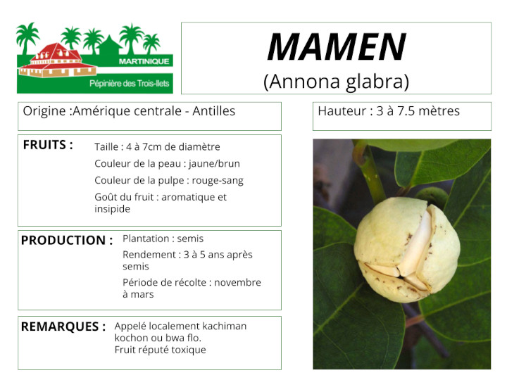 Fiche de culture du mamen ou cachiman cochon