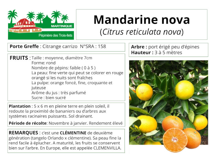Fiche de culture de la mandarine nova-clemenvilla