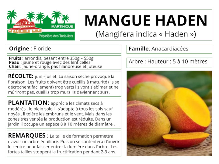 Fiche de culture du manguier 
