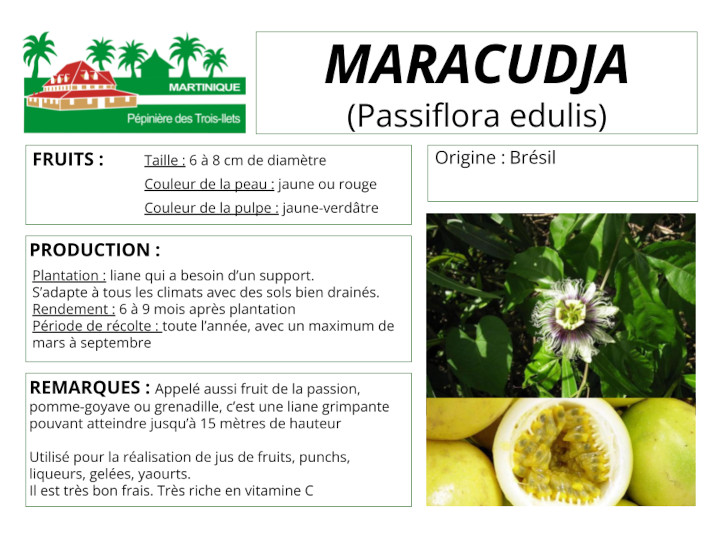 Fiche de culture du maracudja ou fruit de la passion