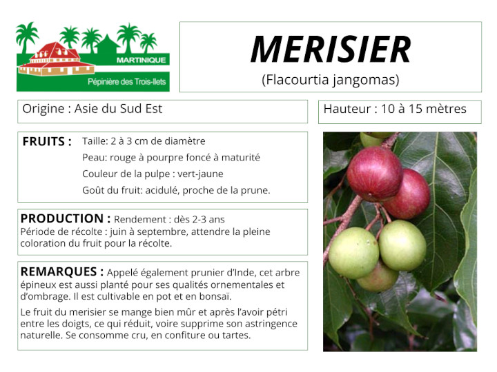 Fiche de culture du merisier