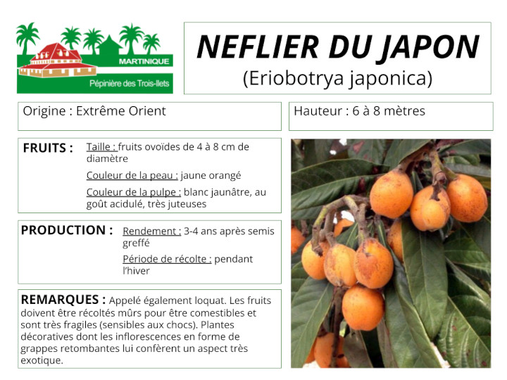 Fiche de culture du yucca bleu
