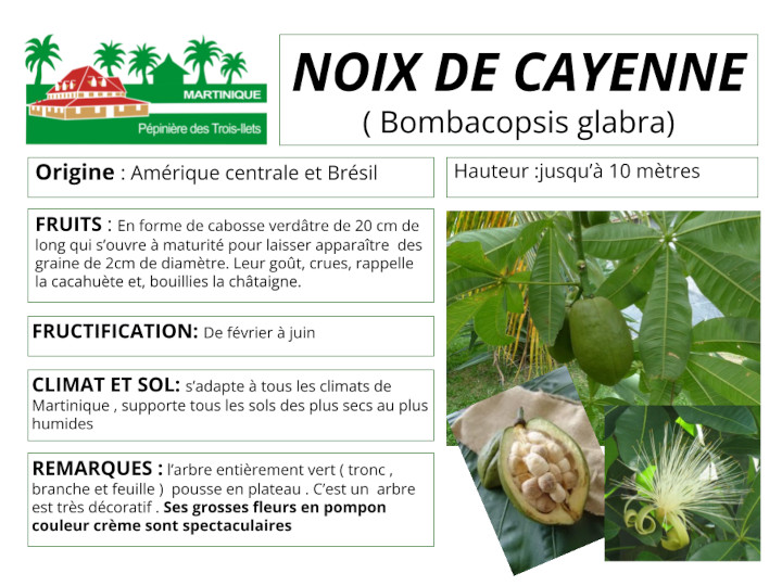 Fiche de culture de la noix de cayenne