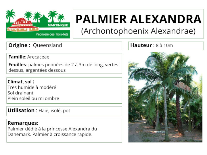 Fiche de culture du palmier alexandra