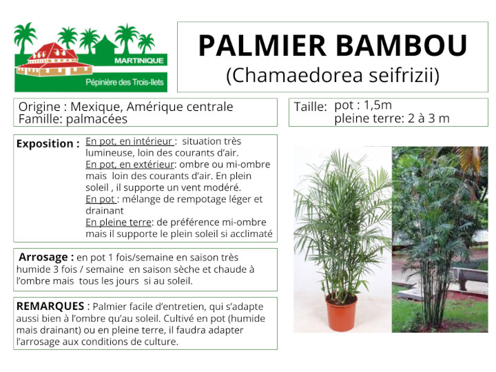 Fiche de culture du palmier bambou chamaedorea seifrizii
